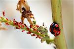 A scene of ladybirds and the red aphids