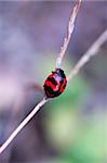 A ladybird climbing up along a stalk