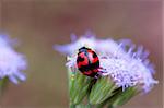 A ladybird playing on top of a purple floret