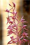 Pink orchid over bamboo made slats background