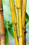 A bundle of yellow bamboo in garden