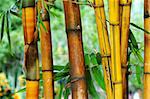 The yellow and the brown bamboo tree