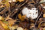 Mushroom in the autumn forest among foliage.