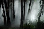 white thick mist in dark forest, photo taken in canberra, australia