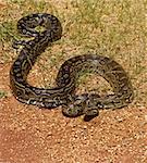 Rock python, keeping warm in the sun, Pythonidae family, wildlife series