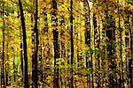 Colorful young fall forest glowing in sunlight