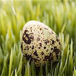 Speckled egg on grass.