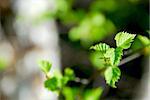 Natural background of young green spring leaves