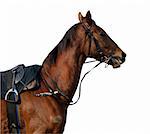 A racehorse isolated with clipping path