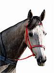 Adapple grey race horse with clipping path