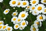 Wild daisies growing in a green meadow