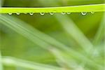 grass with hanging droplets over green blurry background