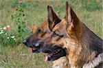 two germany sheepdogs