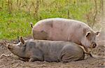 Two pigs laying in a dust and dirty