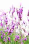 Botanical background of blooming purple lavender herb isolated on white