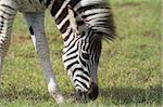 Burchell Zebra feeding on the african grass plains