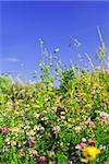 Summer meadow background with various blooming wild flowers and green grasses