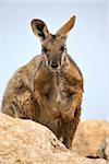 nice image of a yellow footed rock wallaby