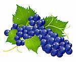 Fresh grapes brunch wet with green leafs vector illustration rasterized