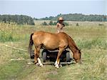 horse on the field