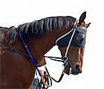 A racehorse with blue reins isolated with clipping path