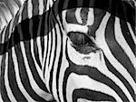 Zebra face close-up with eye and eaves