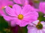 Close-up of the lilac flower with others in the blurred background