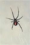 Black Widow Spider in Nevada