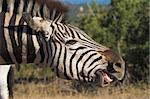 Zebra showing its bottom row of teeth