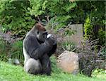 Big old gorilla in zoo garden