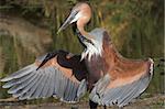 Goliath heron displaying its wings