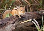 A chipmunk perched on a log.