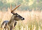 Whitetail deer buck standing in a field.