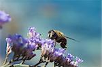 Bee does his work on a violet flower.