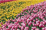 A field filled with colorful tulips