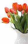 A bouquet of elegant tulips in a beautiful pitcher vase