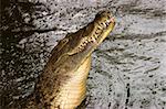 Portrait of an aggressive nile crocodile (Crocodylus niloticus), southern Africa