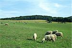 several sheep feeding on green field, sunny weather