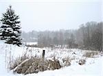 A wintery scene, featuring snowfall, bullrushes, and evergreens.