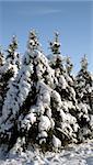 A group of snow covered evergreens.