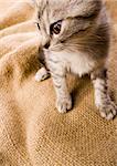 Chat - le petit poil animal à quatre pattes et une queue ; les gens souvent garder chats comme animaux de compagnie.