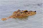 Close up of a crocodile head floating in the water