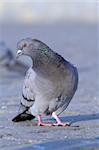 rock pigeon standing on pavement staring sideway