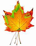a stack of colorful maple leaves on white background
