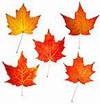 full resolution of close up view of five colorful maple leaves with two colors in each leaf on white background