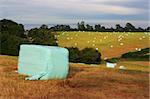 hay bails packed in plastic on english fields