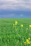 Rape seed flowers with wheat field and stormy sky in the background