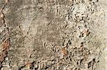 A layerd rock background texture from oslo, norway.