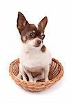 white and brown chihuahua on the white background