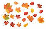 autumn background with many color leafs on the white background